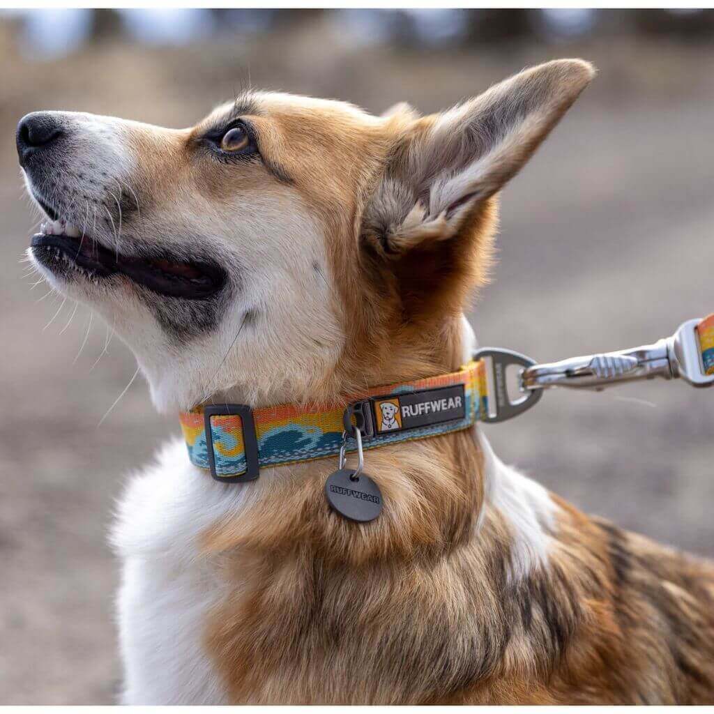 Dog Collars