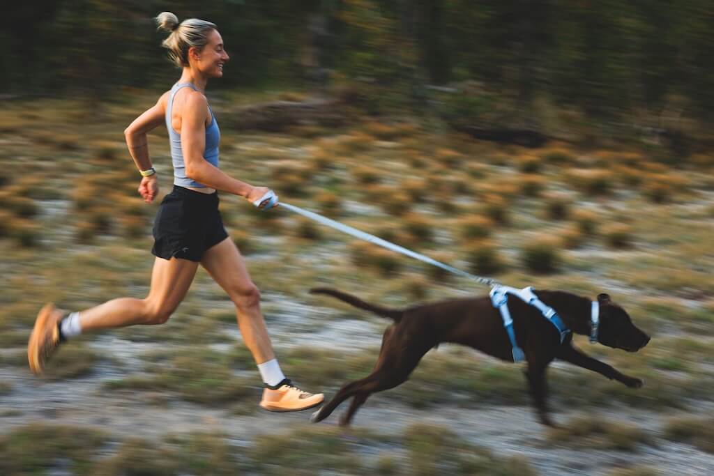 Dog Leads & Leashes