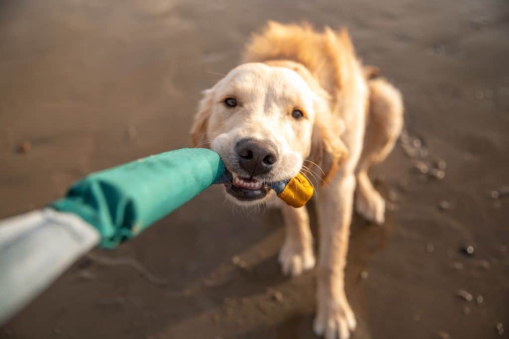 Dog Toys