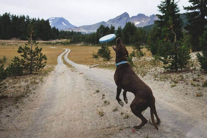 Ruffwear Camp Flyer in Polar Blue Dog Catching it in the air