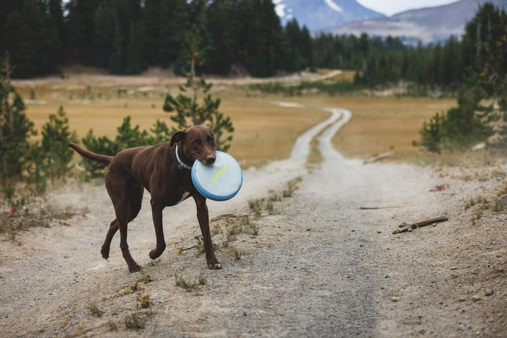 Dog on a dirt path with a Ruffwear Camp Flyer toy in it's mouth. 