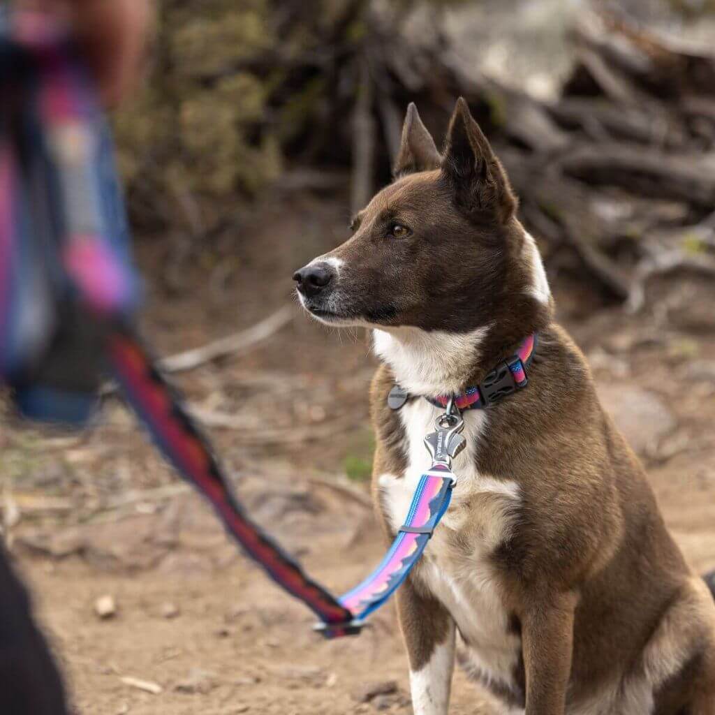 Ruffwear Crag EX Adjustable Dog Leash in Alpine Dusk on a Dog in the Woods