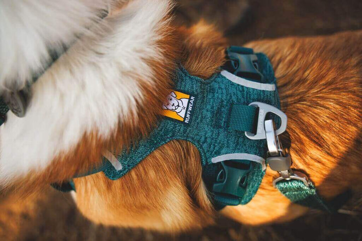NEW! Front Range Flex Harness -  Comfortable, Flexible, Engineered Knit Dog Harness