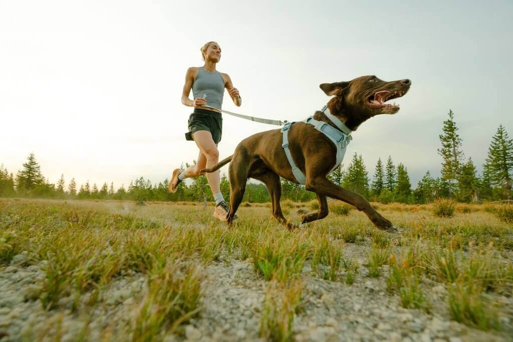 NEW! Front Range Flex Harness -  Comfortable, Flexible, Engineered Knit Dog Harness