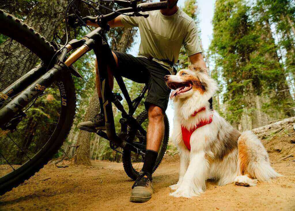 NEW! Front Range Flex Harness -  Comfortable, Flexible, Engineered Knit Dog Harness