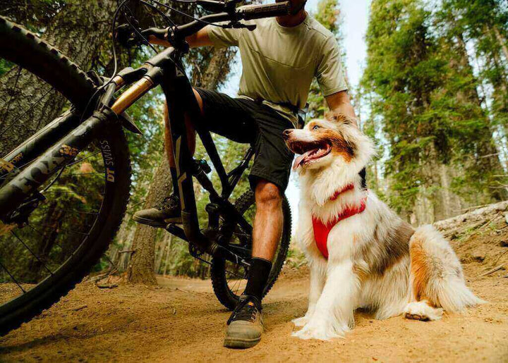 NEW! Front Range Flex Harness -  Comfortable, Flexible, Engineered Knit Dog Harness