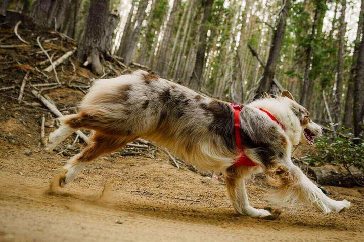 NEW! Front Range Flex Harness -  Comfortable, Flexible, Engineered Knit Dog Harness
