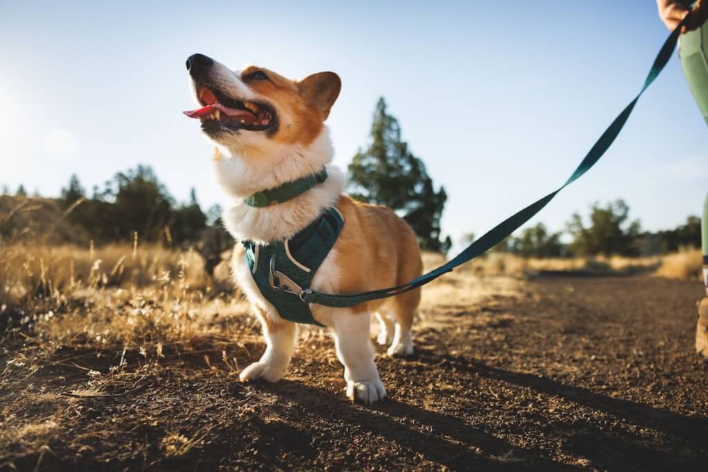 Ruffwear Front Range Flex Dog Lead in Deep Teal on a Happy Corgi dog