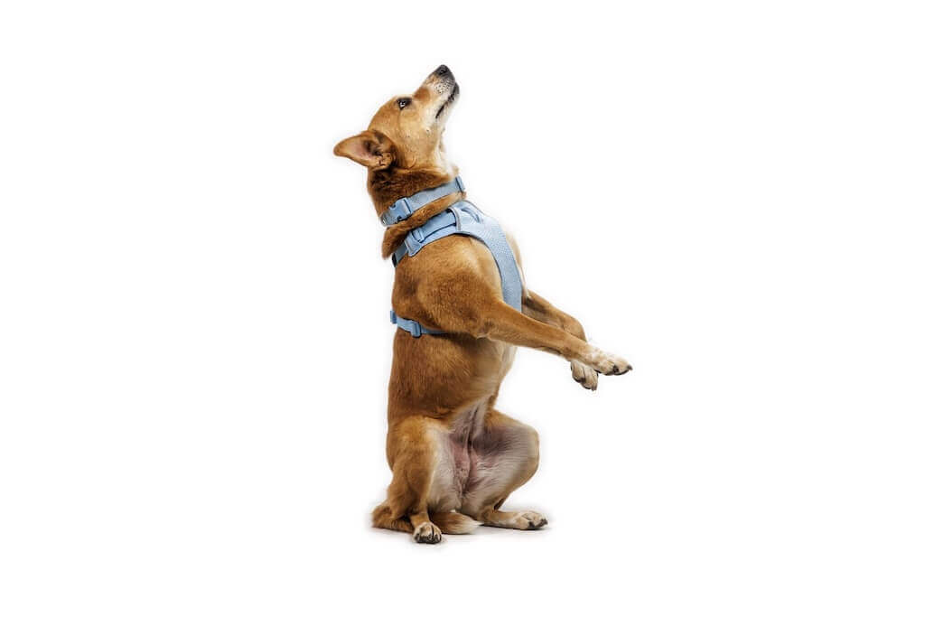NEW! Front Range Flex Harness -  Comfortable, Flexible, Engineered Knit Dog Harness