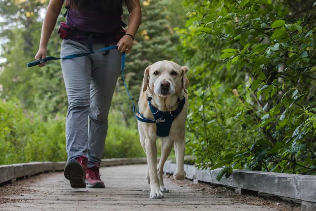 NEW COLOURS! Front Range Leash - Classic, Strong Dog Lead