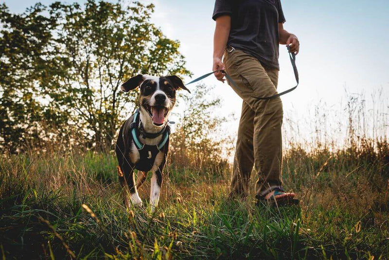 Ruffwear Hi and Light Leash Showing Leash Length when walking