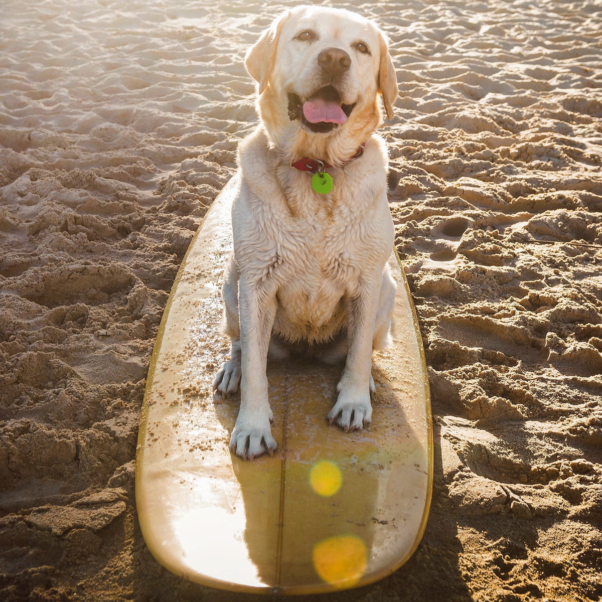 The WagLab