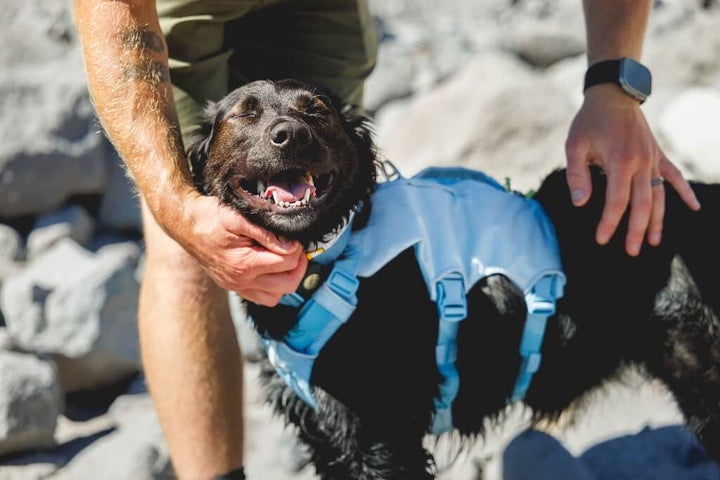 Palisades Pack 2026 Design - Dog Backpack for Multi-Day & Backcountry Trips