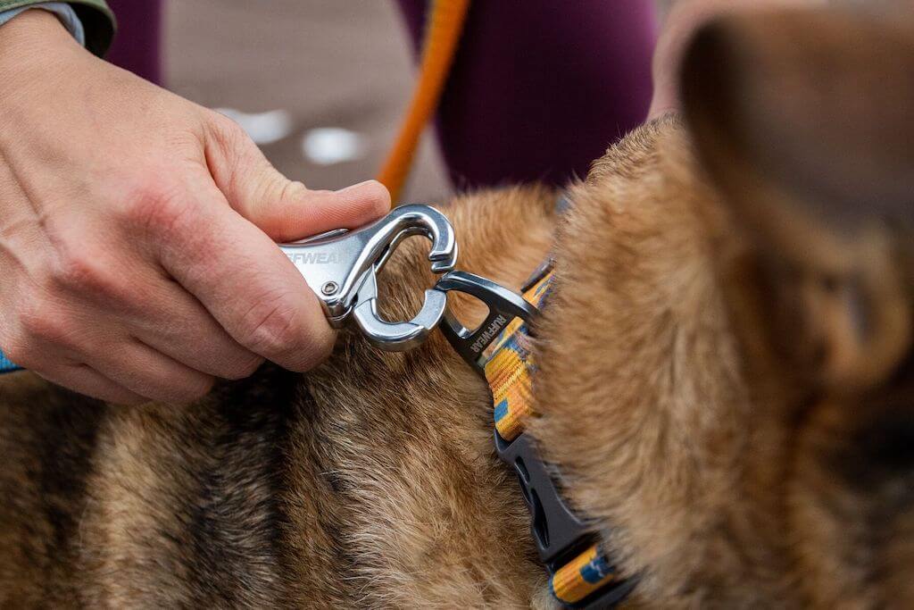 Ruffwear Roamer™ Bungee Dog Leash - Hand-Held or Waist-Worn