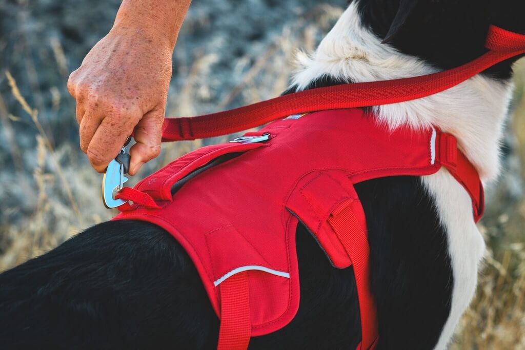A Ruffwear Web Master Dog Harness on a dog showing the back tow leash attachment point.  