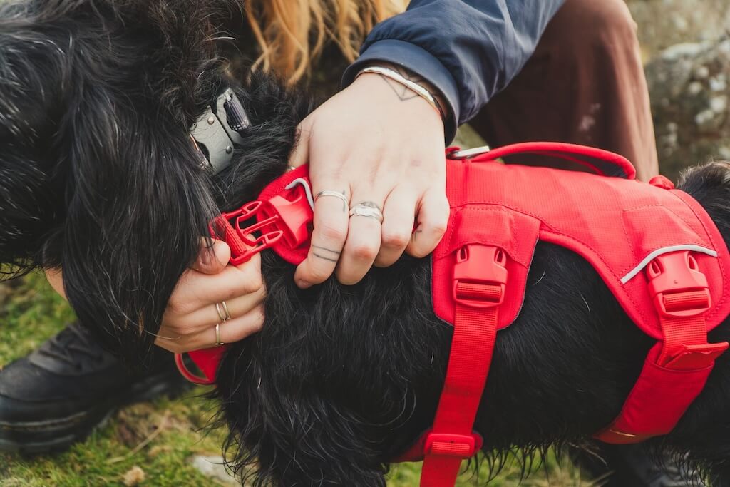  A Ruffwear Web Master Harness in Red Canyon on a dog showing a close-up on the neck buckle.  