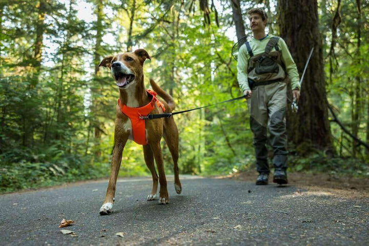Ruffwear Web Master Dog Harness - Secure, Back Handle, Neck Buckle