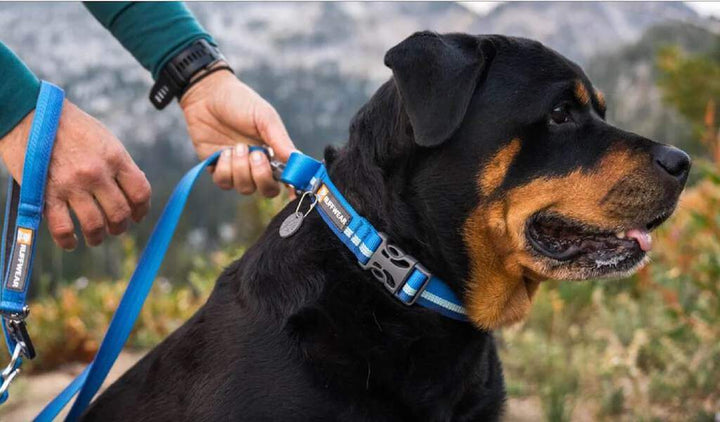 Ruffwear Web Reaction Dog Collar on a dog showing the limited cinch in the collar