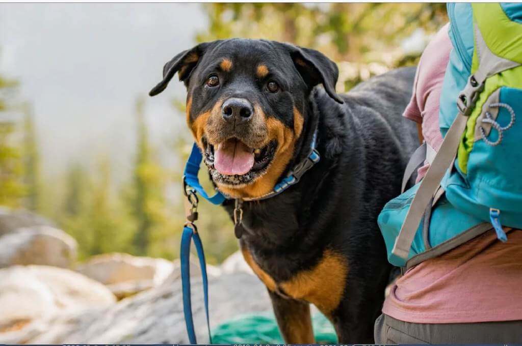 Ruffwear Web Reaction Dog Collar in Blue Pool on a dog