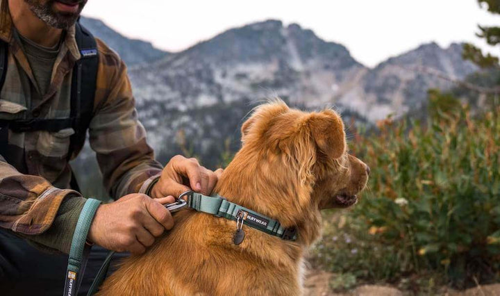 Ruffwear Web Reaction Dog Collar on a Dog showing the leash clip