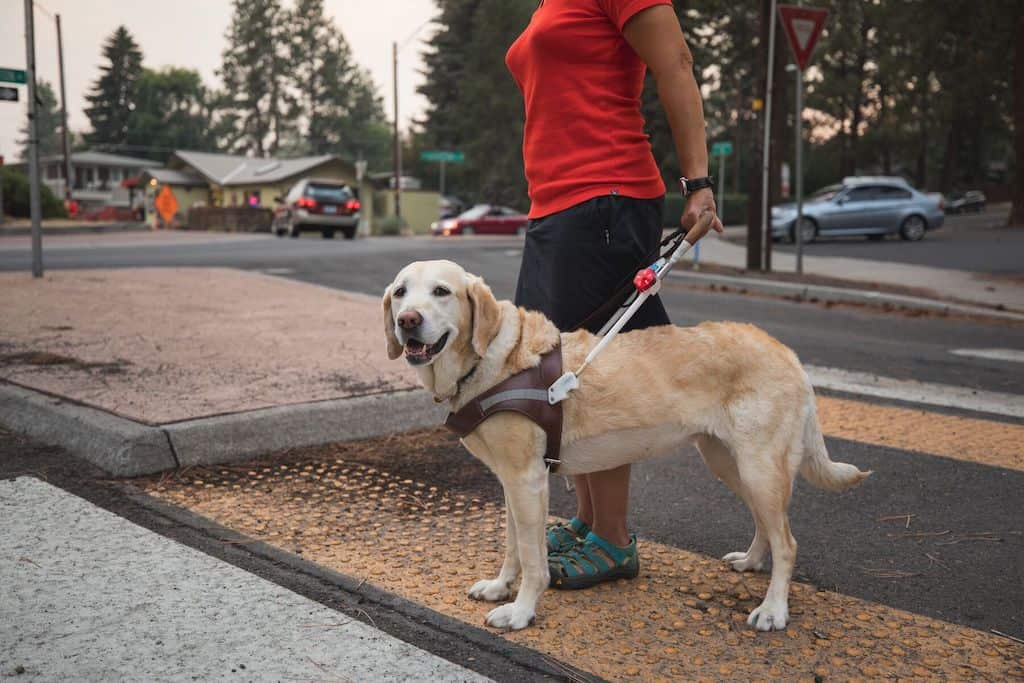 NEW! Audible Beacon - Ruffwear Dog Safety Light