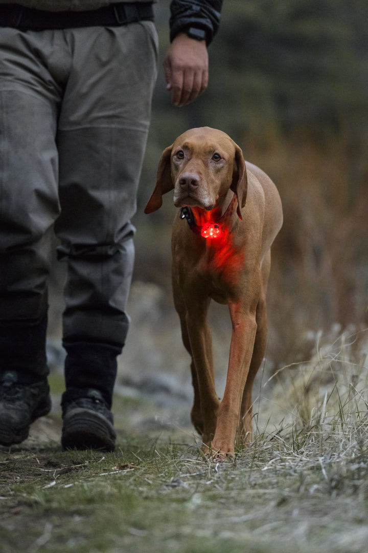 Ruffwear The Beacon™ - Safety Light