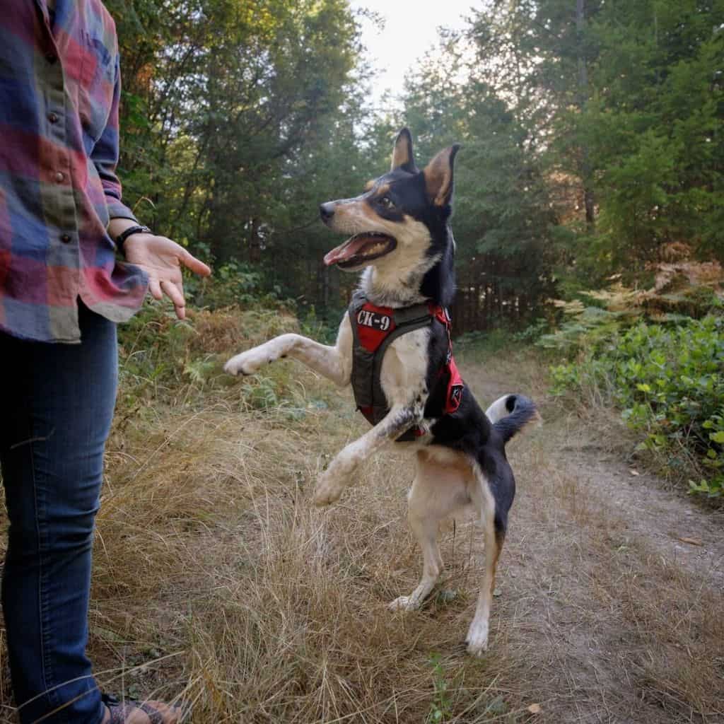 Ruffwear Brush Guard on a Dog wearing a Web Master Harness