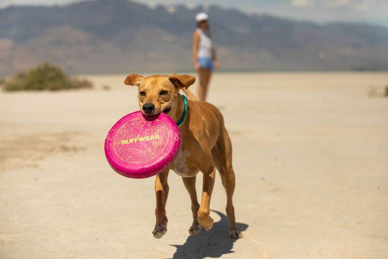 Ruffwear Camp Flyer Frisbee in Pink showing a dog carrying it in her mouth