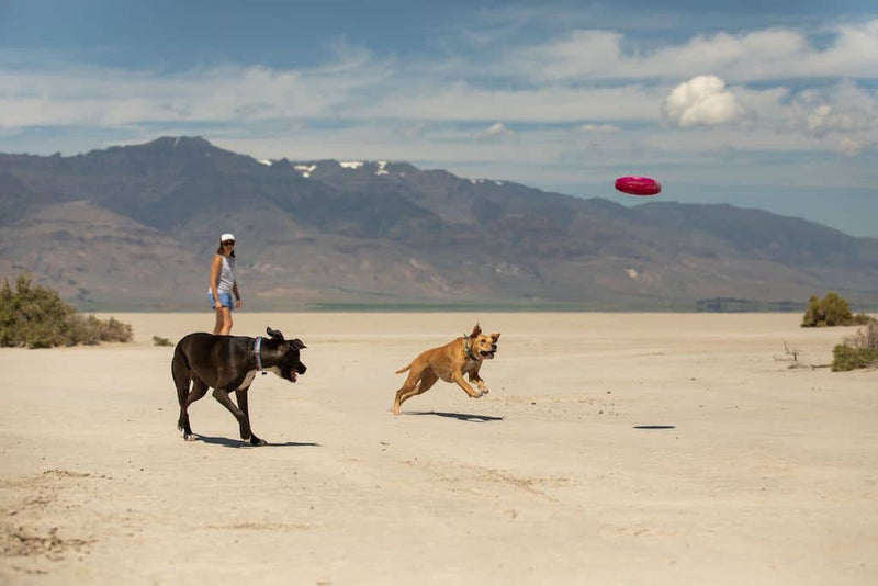 Ruffwear Camp Flyer Frisbee Lifestyle with two dogs playing fetch to catch it