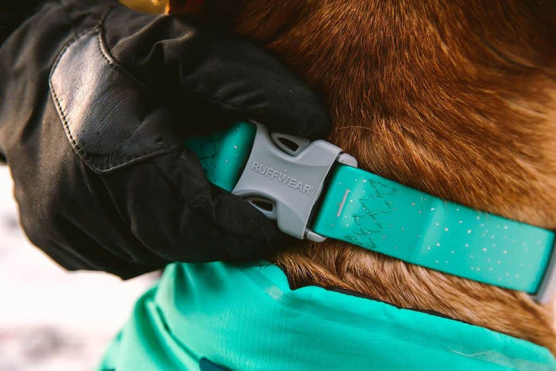 Close Up of Ruffwear Confluence Dog Collar in Aurora Teal on a dog&