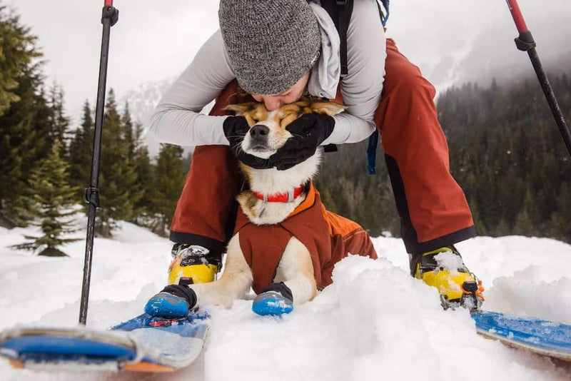Dog in the snow wearing a Ruffwear Confluence Dog Collar in Red Sumac