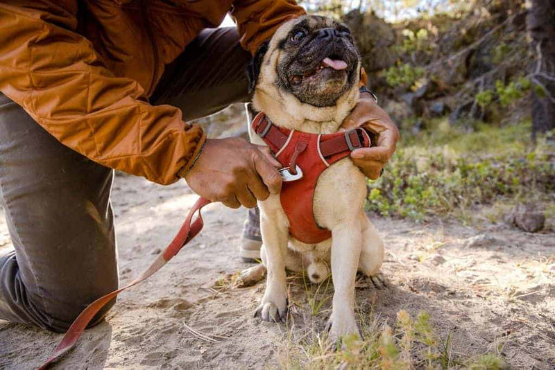 Ruffwear Front Range Dog Harness - Popular, Everyday
