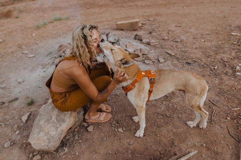 Ruffwear Front Range Harness in Orange - dog kissing human outdoors