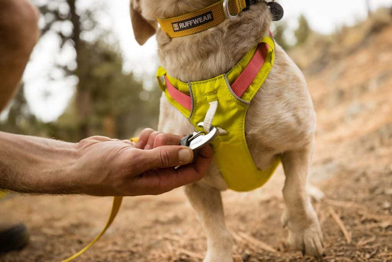 NEW DESIGN! Hi & Light Dog Harness - Sleek, Lightweight, Sporty