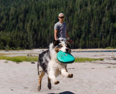 Dog catching a Ruffwear Hover Craft Dog Toy