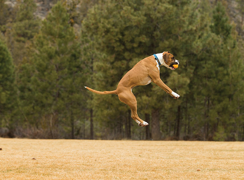 Huckama - Durable, 'Wacky' Bounce Dog Toy