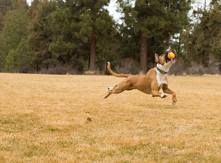 Huckama - Durable, 'Wacky' Bounce Dog Toy