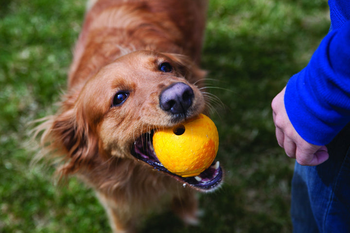 Huckama - Durable, 'Wacky' Bounce Dog Toy