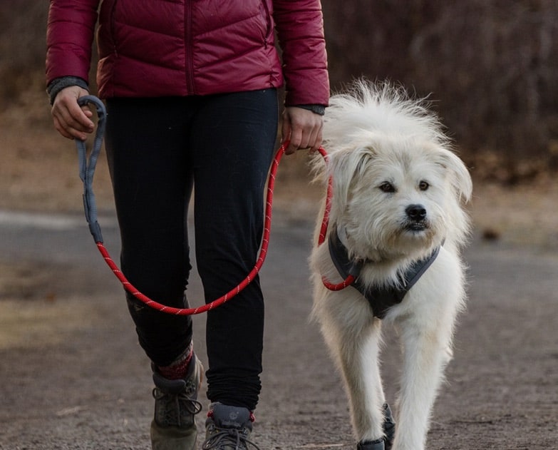 Ruffwear Just-a-Cinch Slip Leash in Red Sumac on a white dog walking with its owner