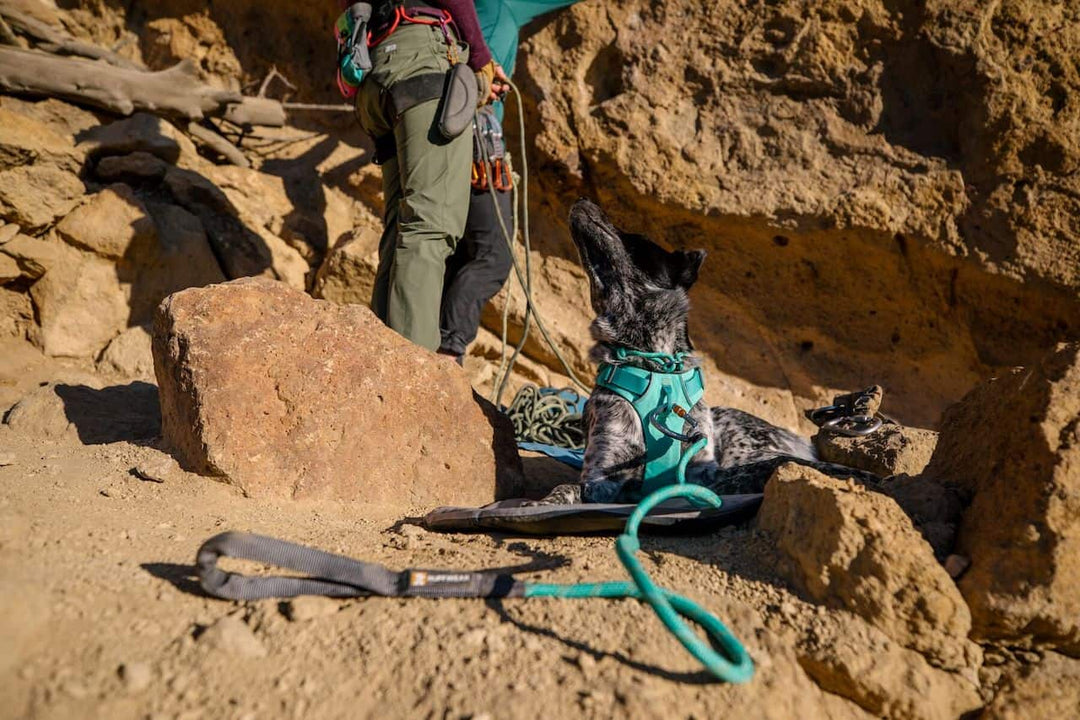 Ruffwear Knot-a-Leash in Aurora Teal on a Dog lying down on a rockface