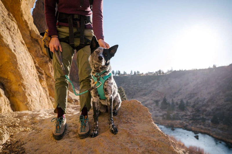 Ruffwear Knot-a-Long in Aurora Teal on a dog with his human on a rockface