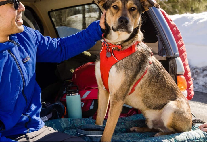 Ruffwear Knot-a-Collar in Red Sumac on a Dog in the back of a car