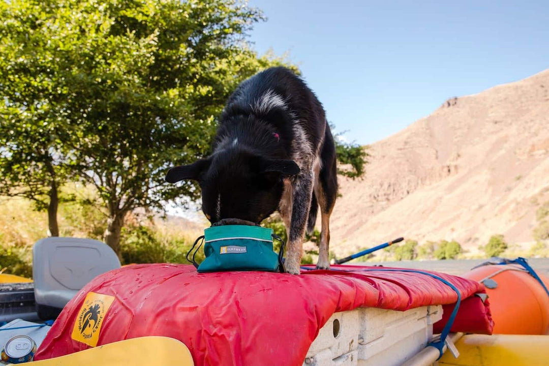 Ruffwear Quencher Cinch Top Lifestyle showing dog eating out of it