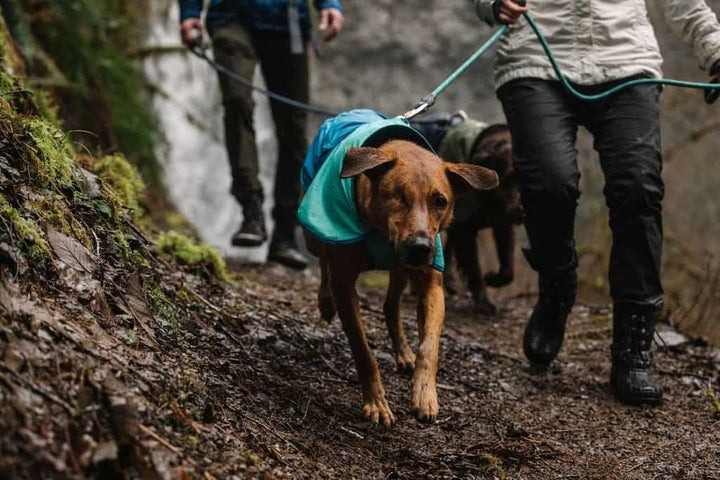 Ruffwear Sun Shower in Blue Dusk on a Dog Walking in the Woods