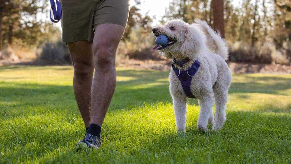 TurnUp Dog Toy - Durable, Tennis-Ball, New Colours