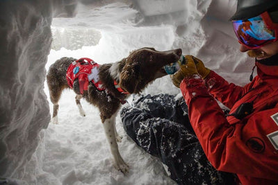 The Ruffwear Web Master Harnesses are used around the world by Search & Rescue Dogs - including Avalanche dogs like in this lifestyle photo.