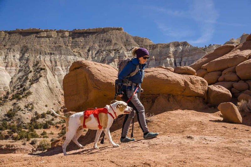 Ruffwear Web Master Harness Lifestyle shot showing a woman hiking with her dog who is wearing a secure Web Master harness.
